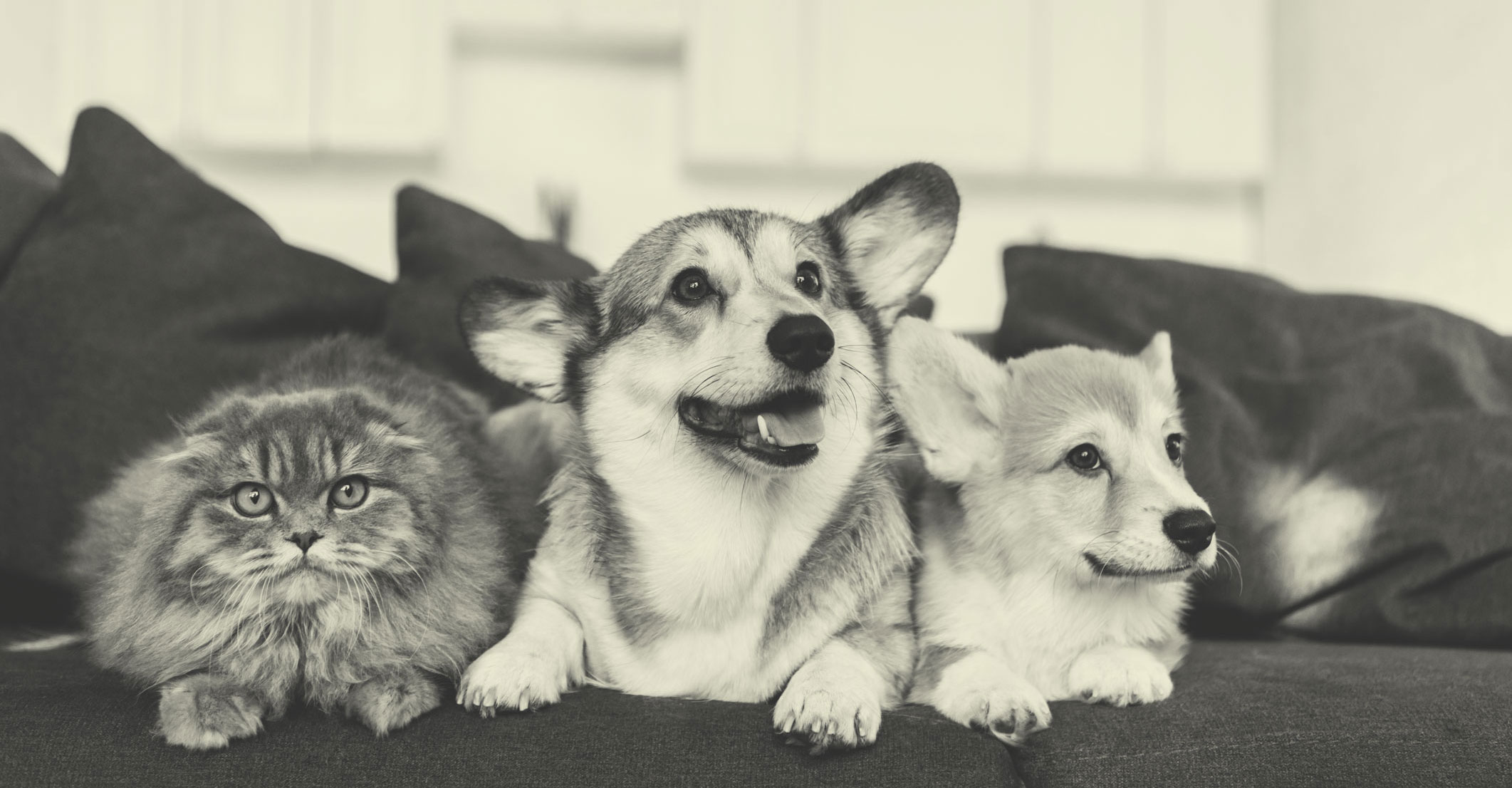 Pets